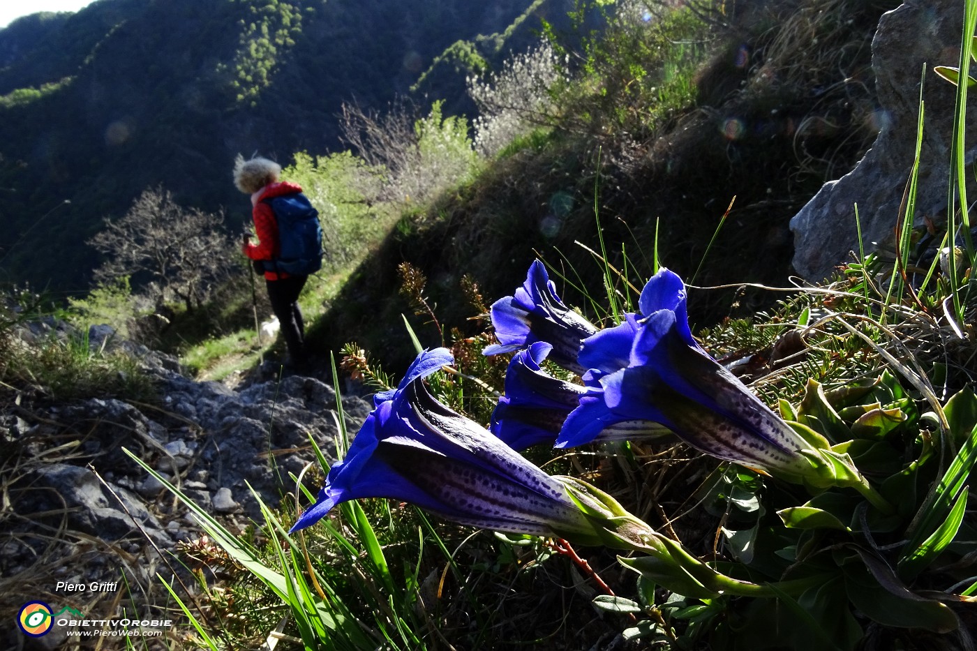 92 Genziana di Clusius (Gentiana Clusii).JPG